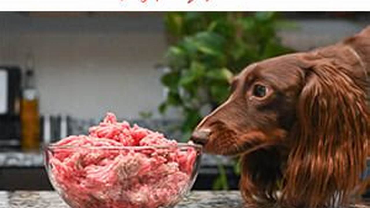 Temukan Manfaat Daging Anjing yang Jarang Diketahui